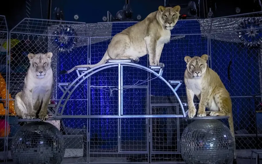 Без названия