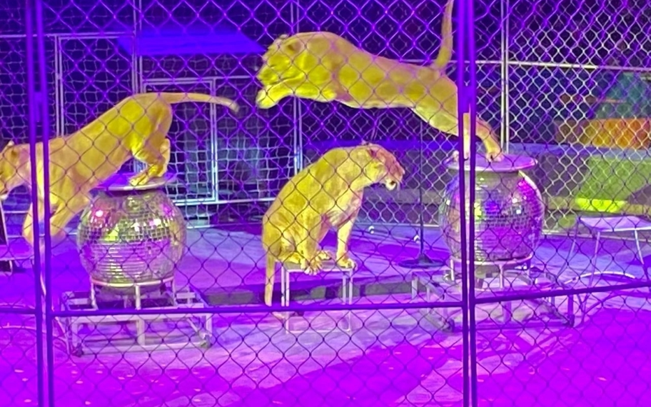 Без названия