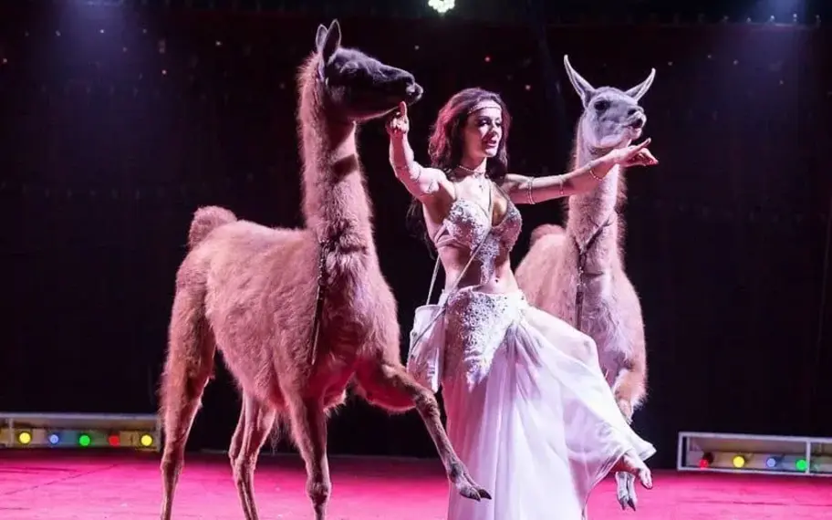 Без названия