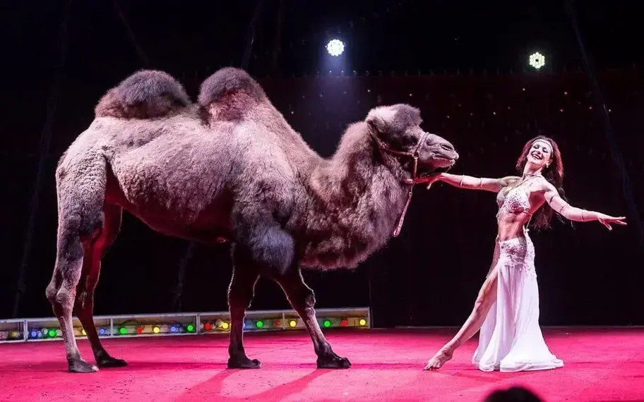 Без названия